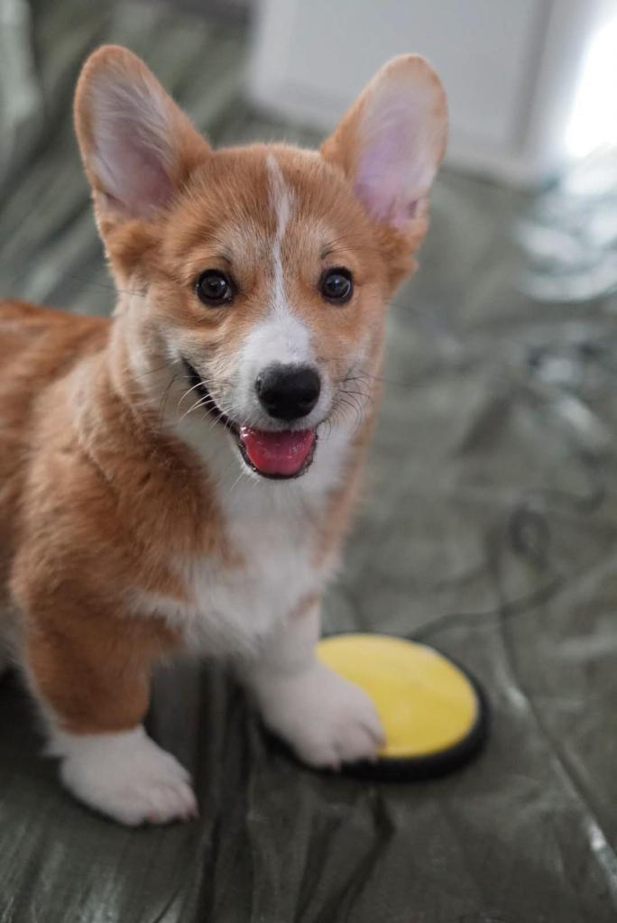 A corgi dog stands on a yellow button with one paw and looks directly into the camera.